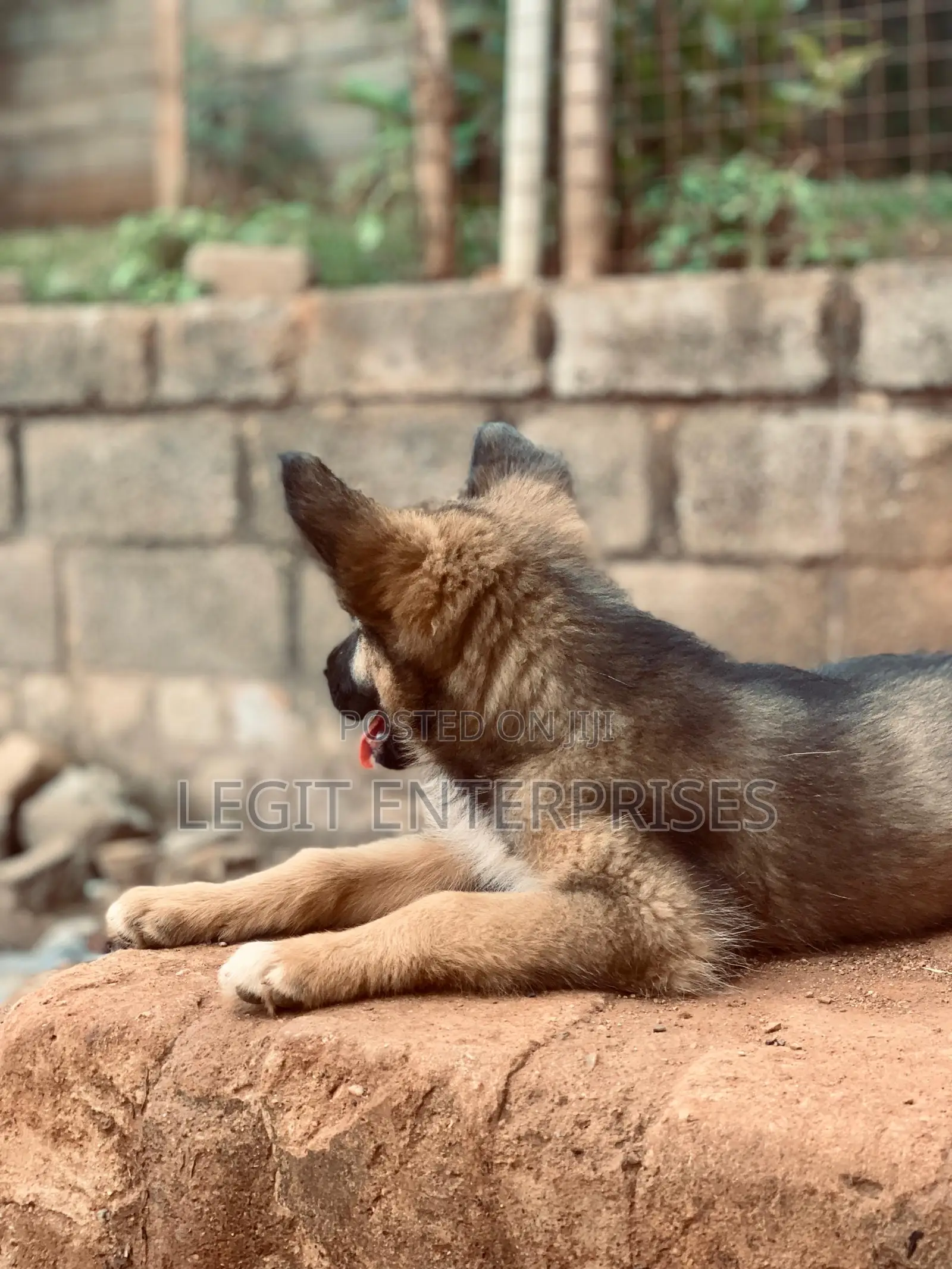 3-6 months Female Purebred German Shepherd