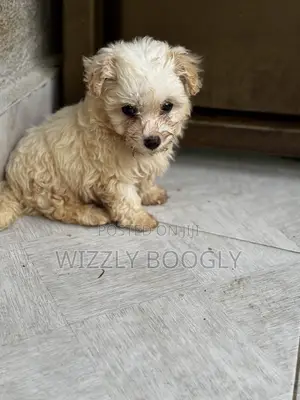 1-3 months Female Purebred Maltese