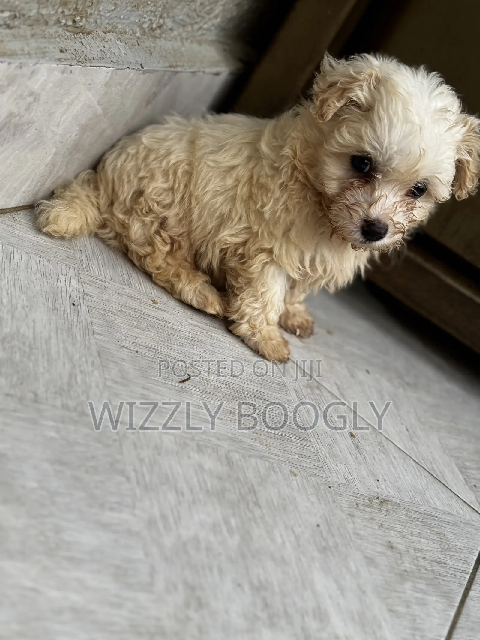 1-3 months Female Purebred Maltese
