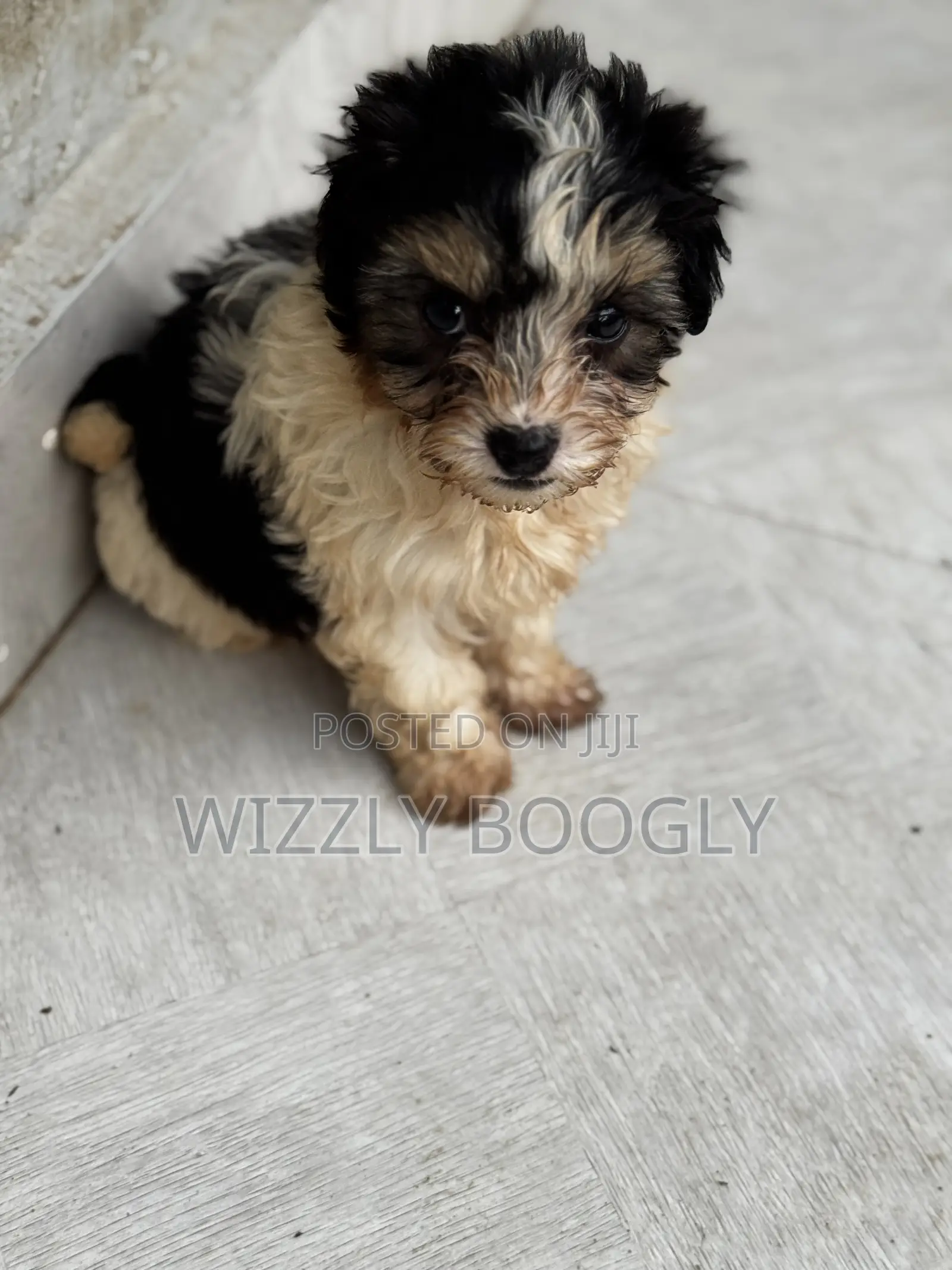 1-3 months Female Purebred Maltese