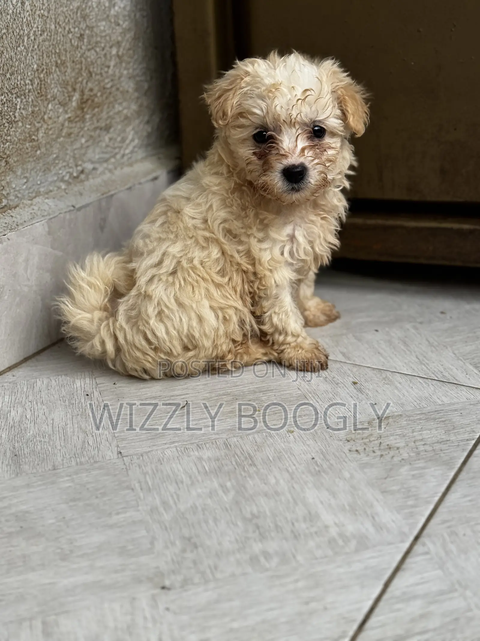 1-3 months Female Purebred Maltese