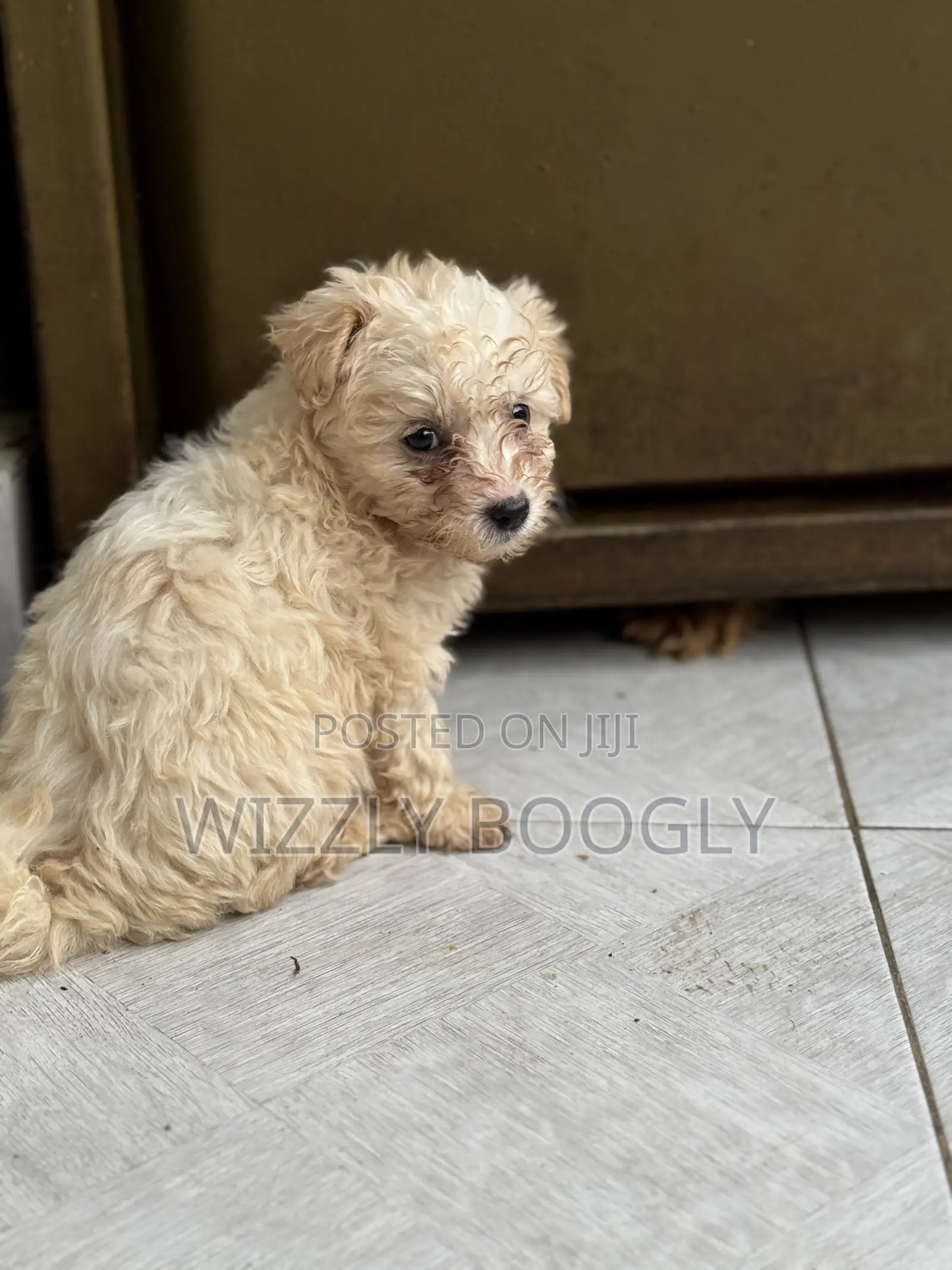 1-3 months Female Purebred Maltese