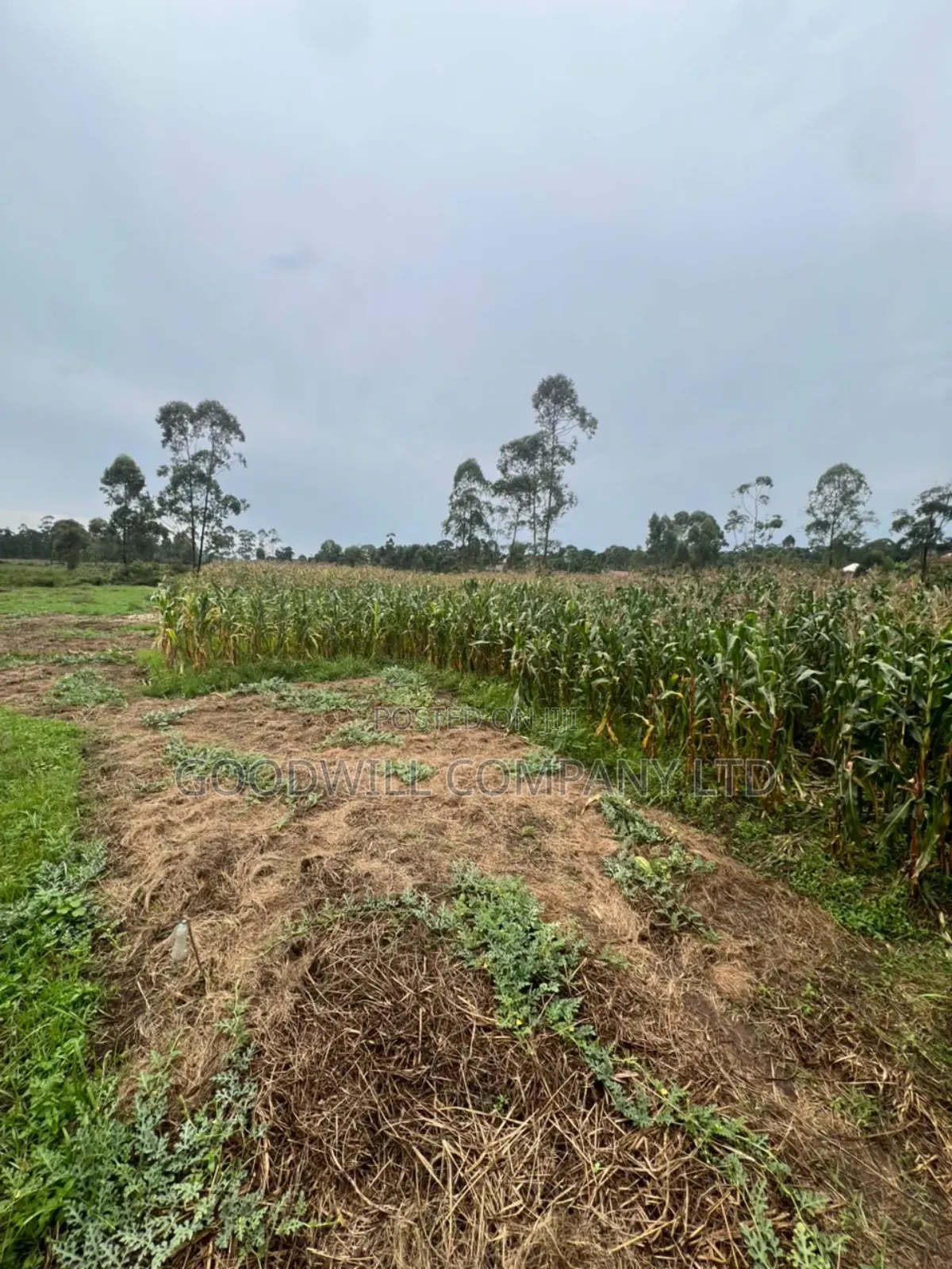 200 Acres of Low Land at Maya on Masaka Road Wakiso District