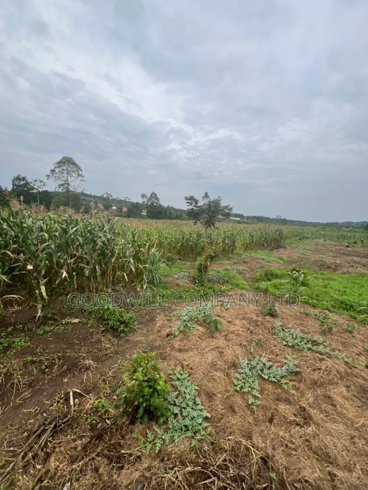 200 Acres of Low Land at Maya on Masaka Road Wakiso District