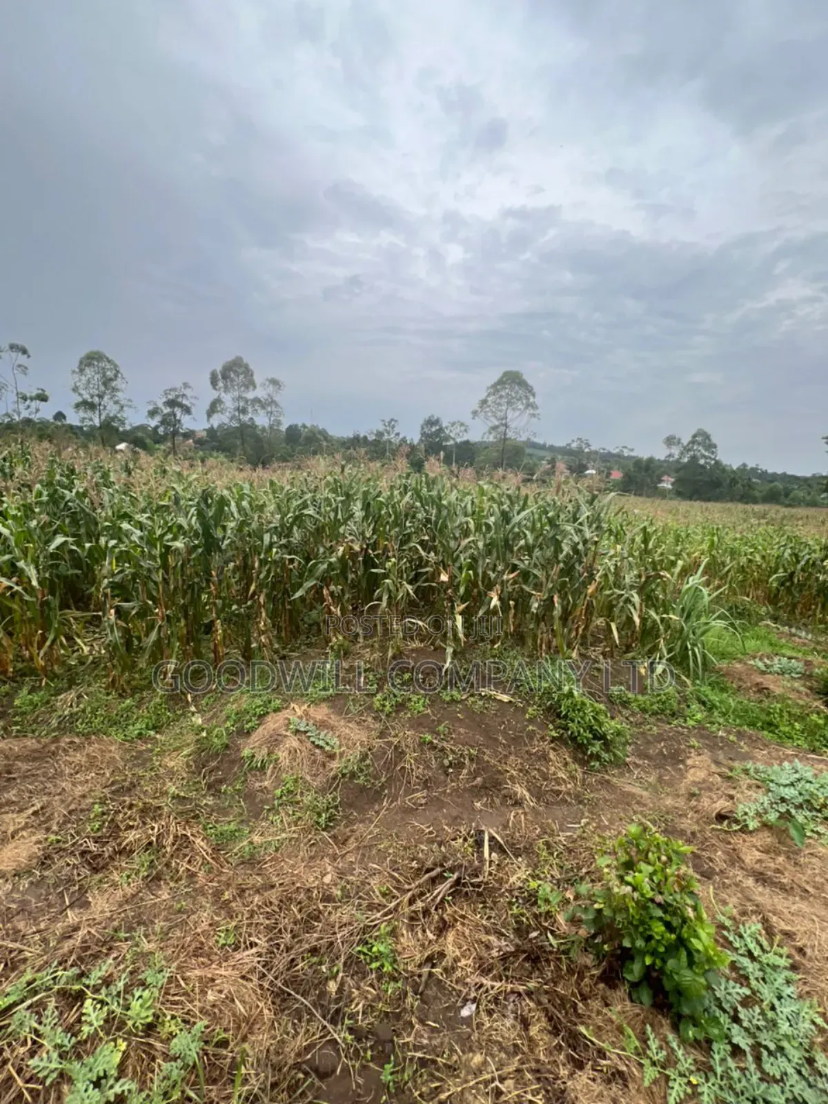 200 Acres of Low Land at Maya on Masaka Road Wakiso District