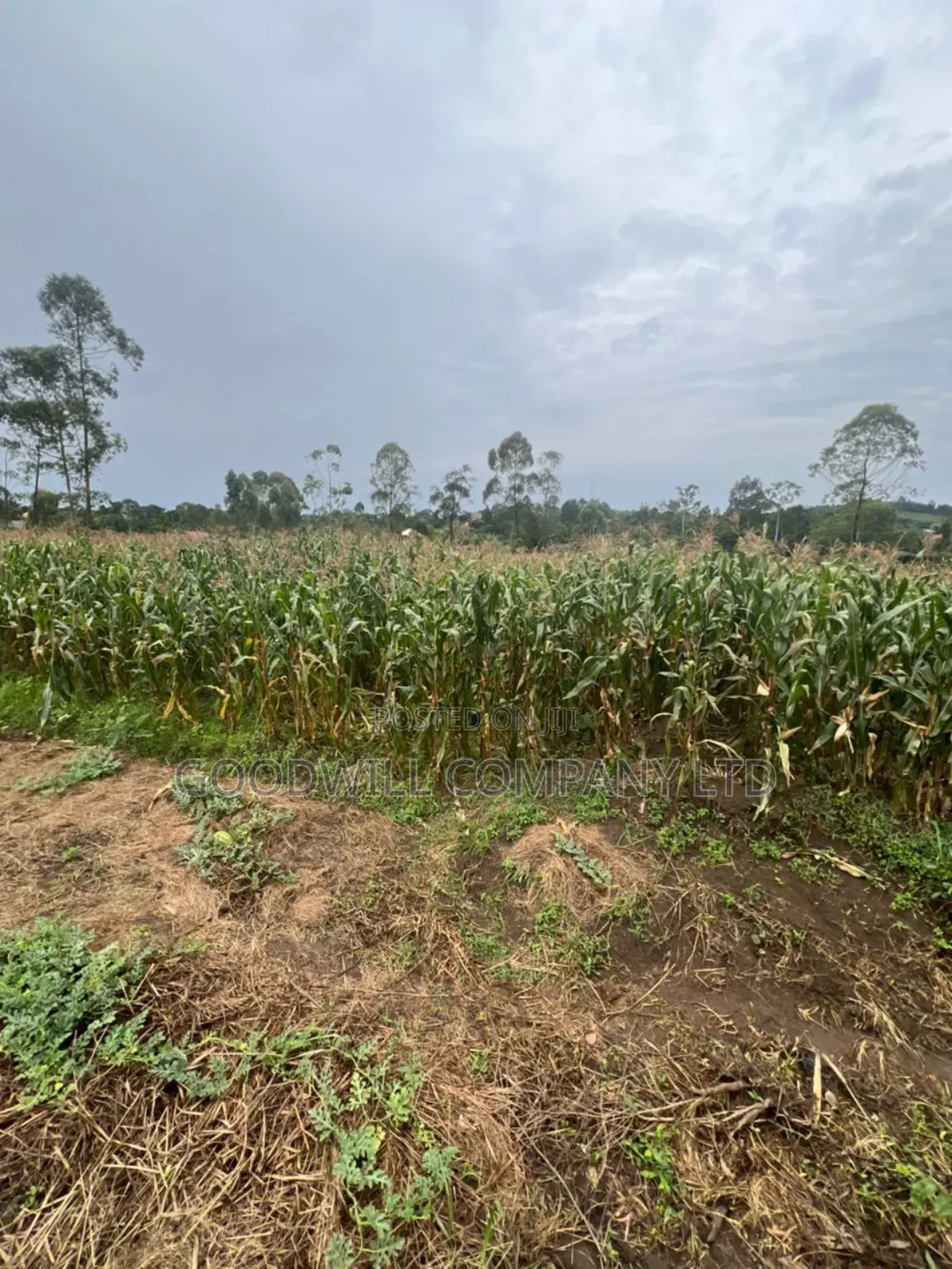 200 Acres of Low Land at Maya on Masaka Road Wakiso District