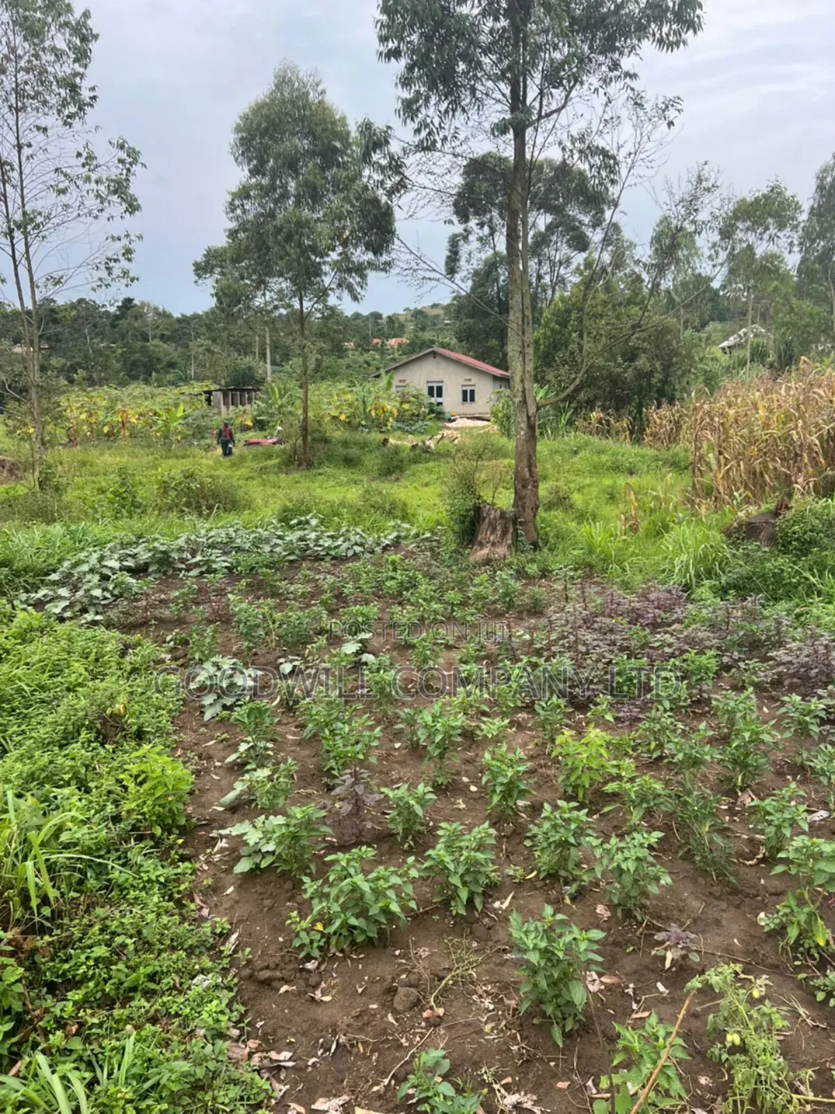 200 Acres of Low Land at Maya on Masaka Road Wakiso District