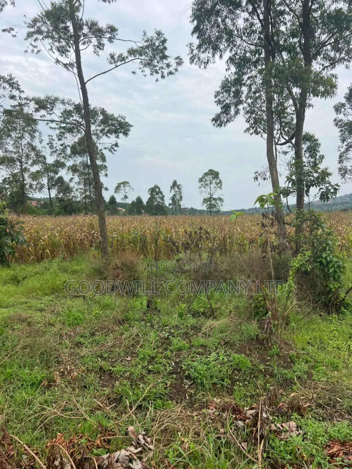 200 Acres of Low Land at Maya on Masaka Road Wakiso District