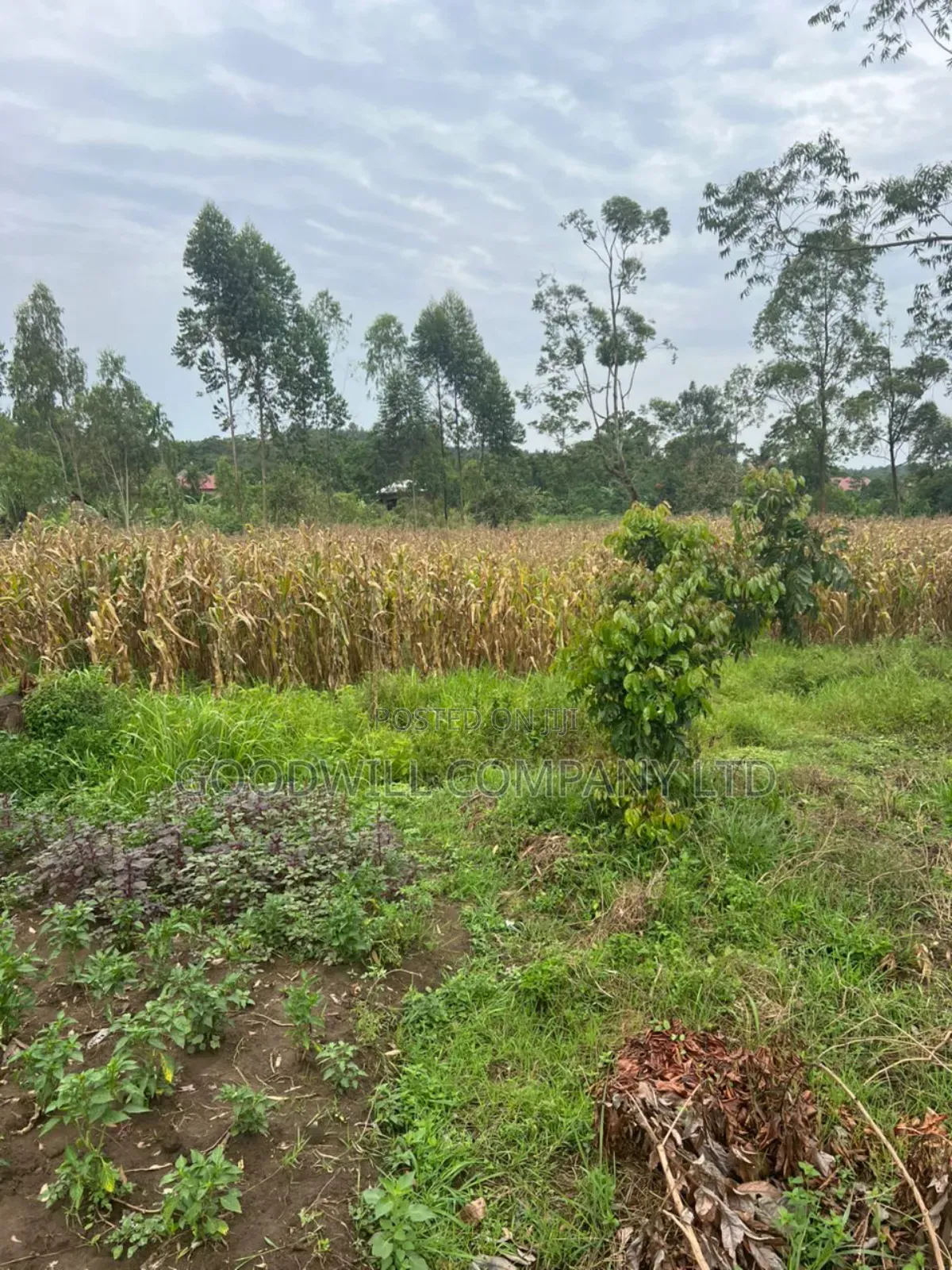 200 Acres of Low Land at Maya on Masaka Road Wakiso District