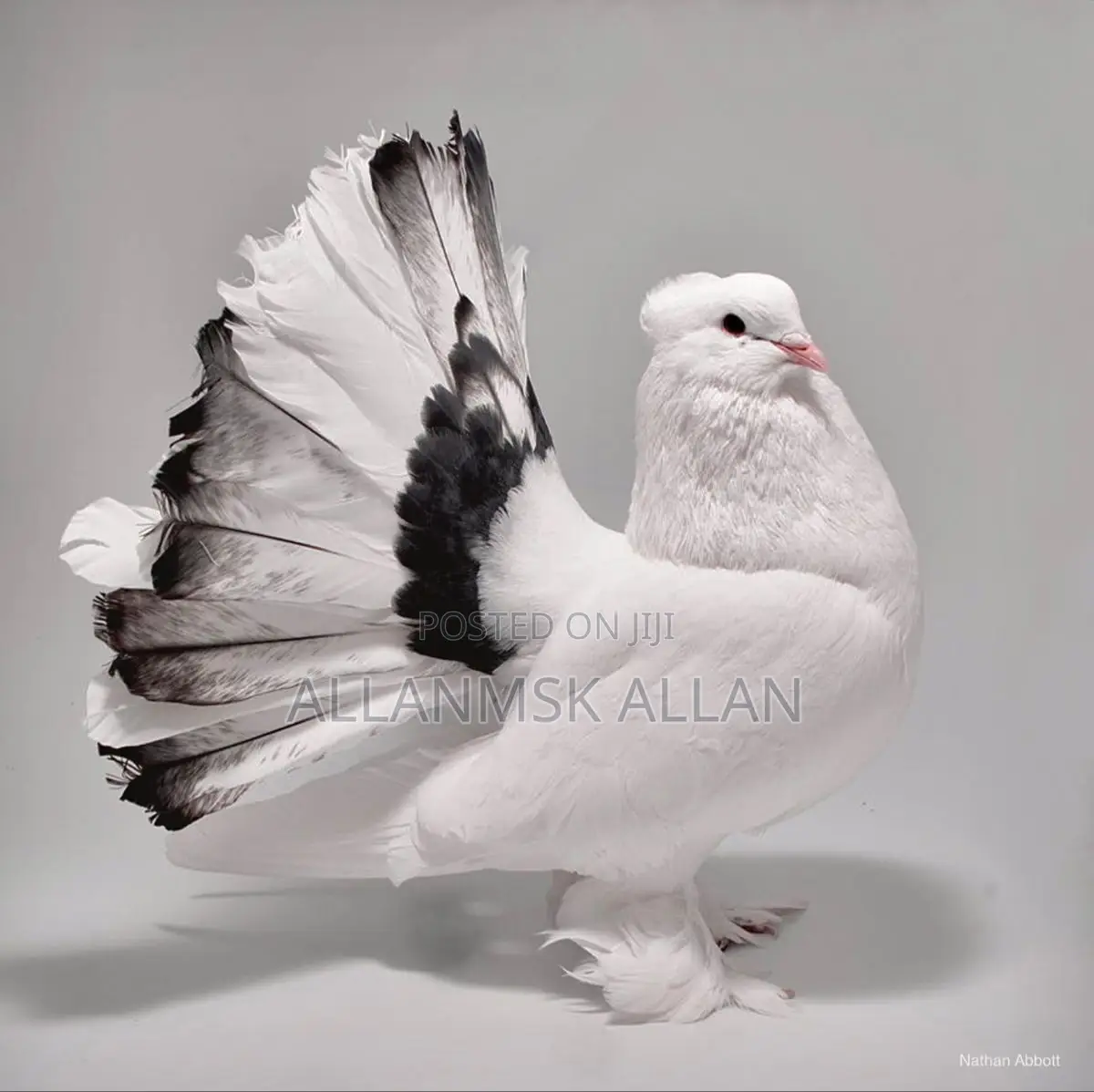 Fancy American Fantail. Flash Sale Apair.