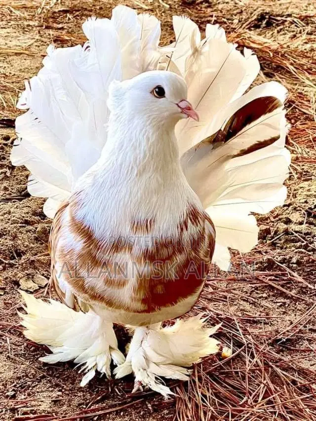 Fancy American Fantail. Flash Sale Apair.