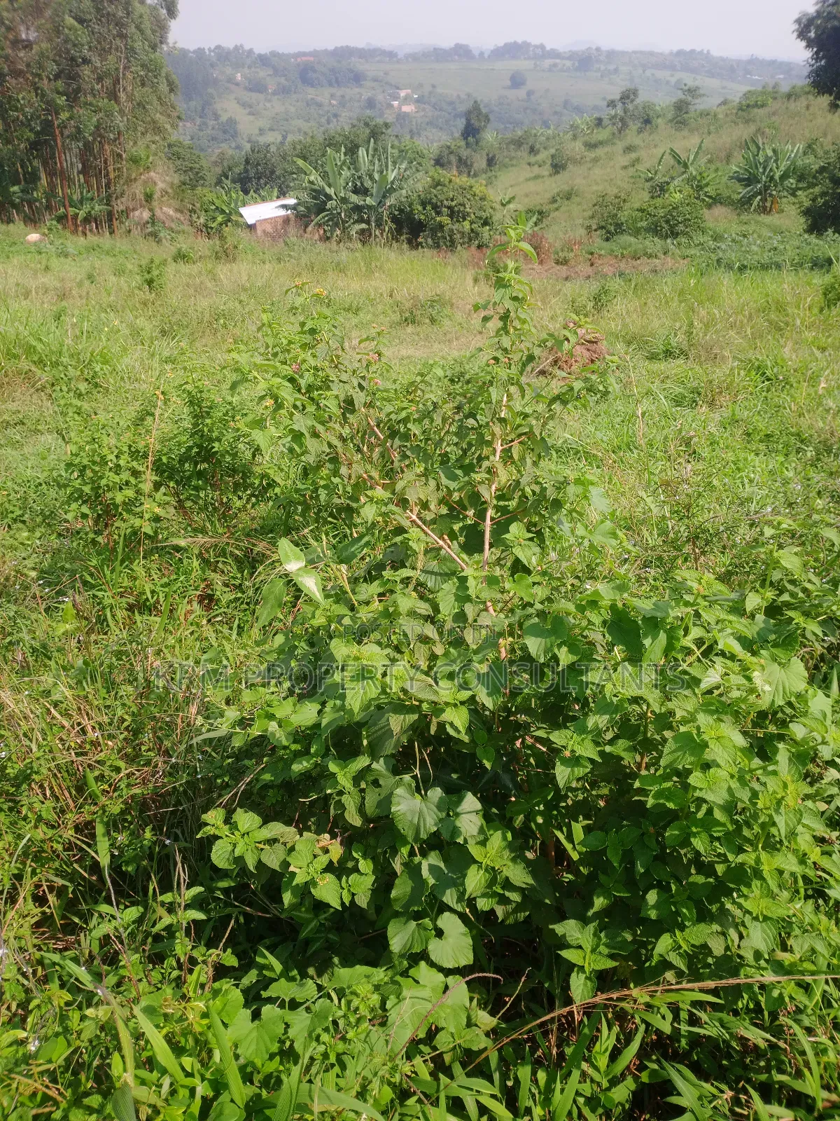 Plot for Sale
