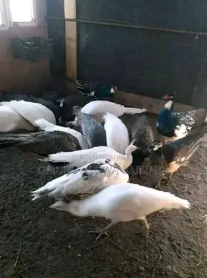 Peacock Birds
