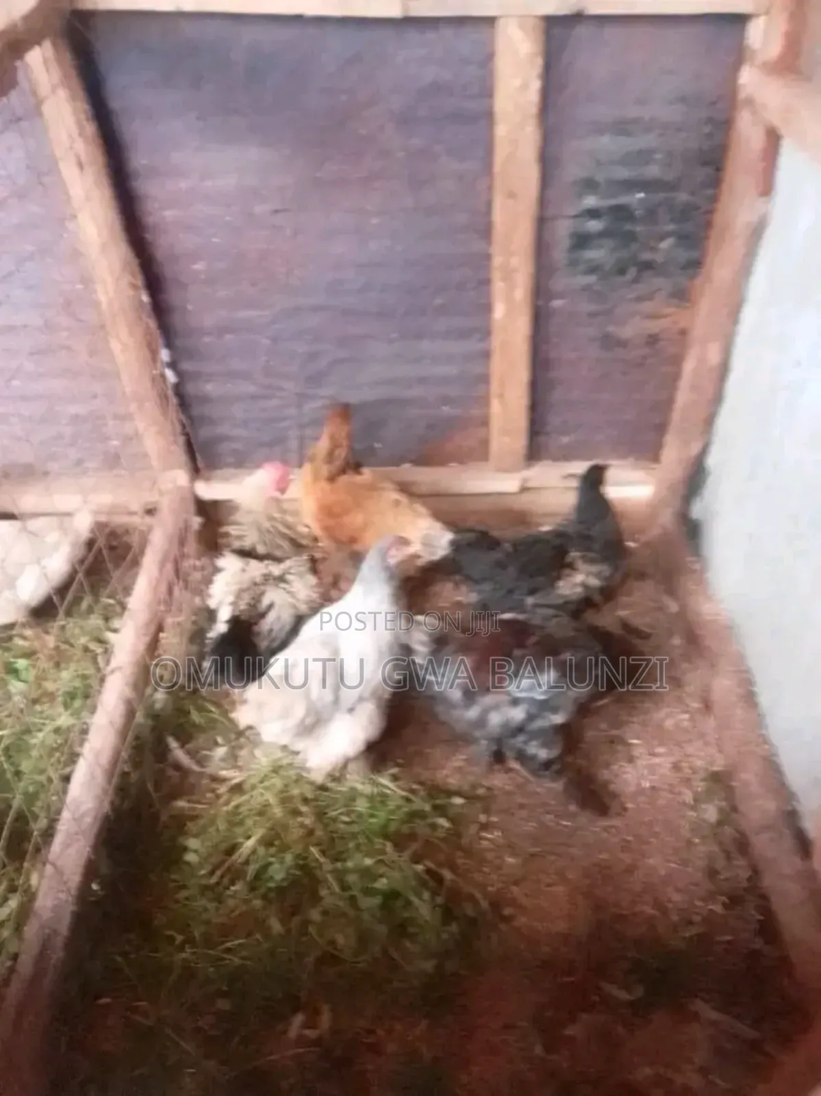 Silk Bantam