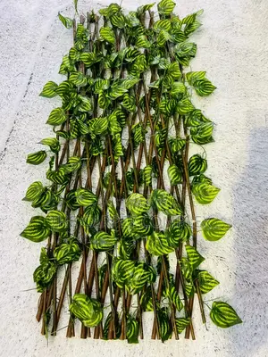 Wall Fence Plants Each