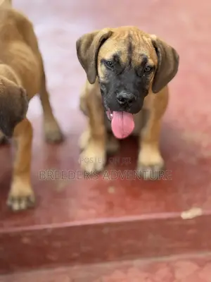1-3 months Female Purebred Boerboel