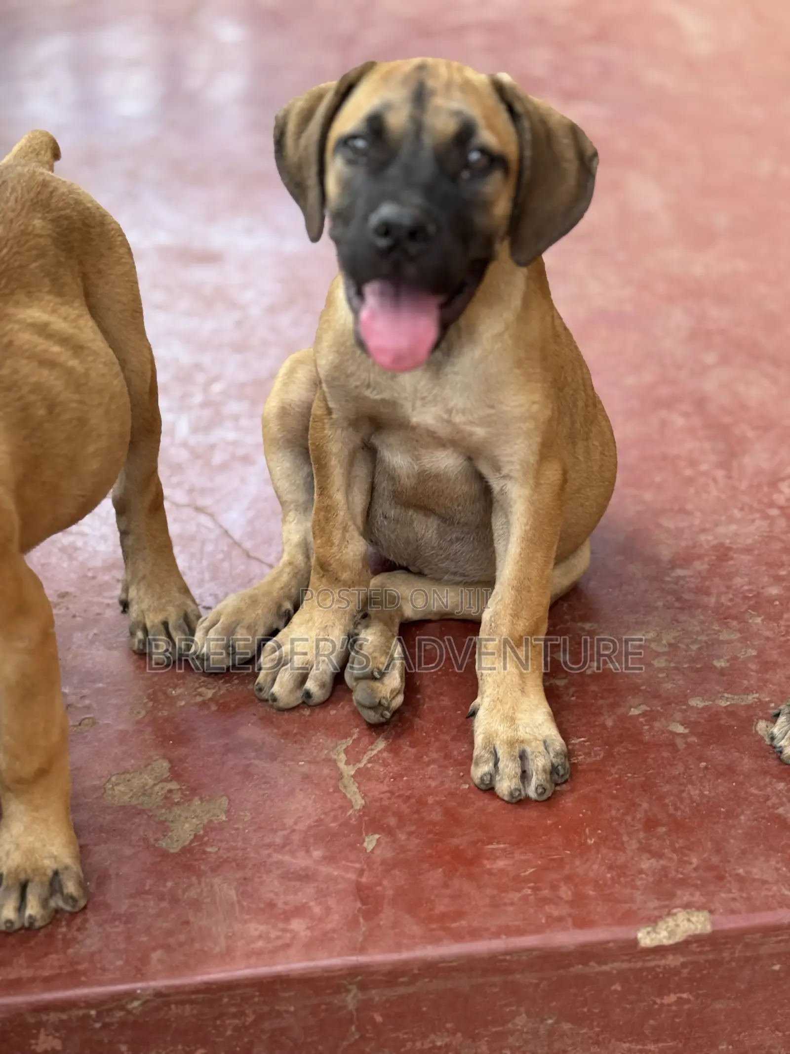 1-3 months Female Purebred Boerboel