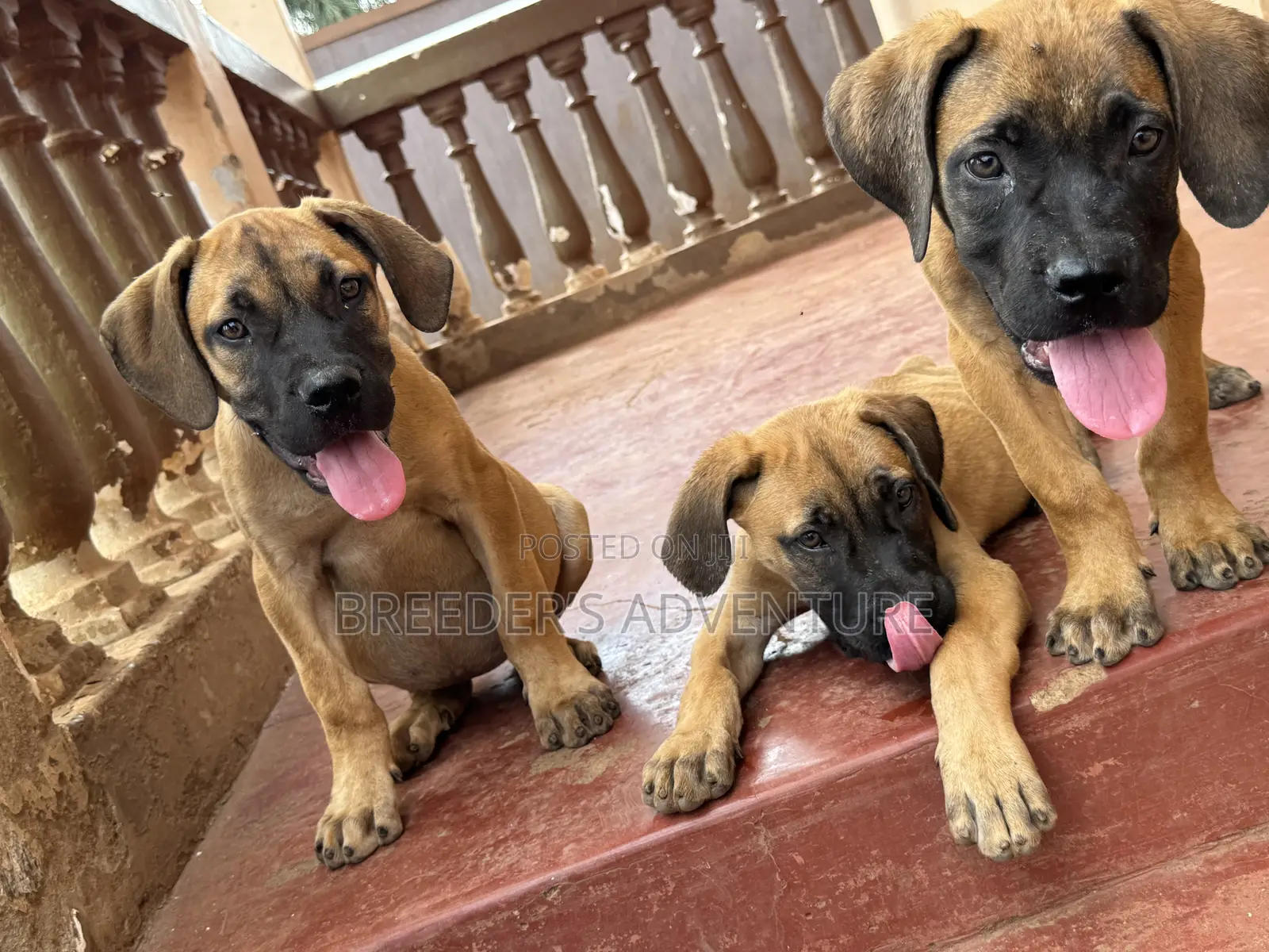 1-3 months Female Purebred Boerboel
