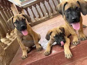 1-3 months Female Purebred Boerboel