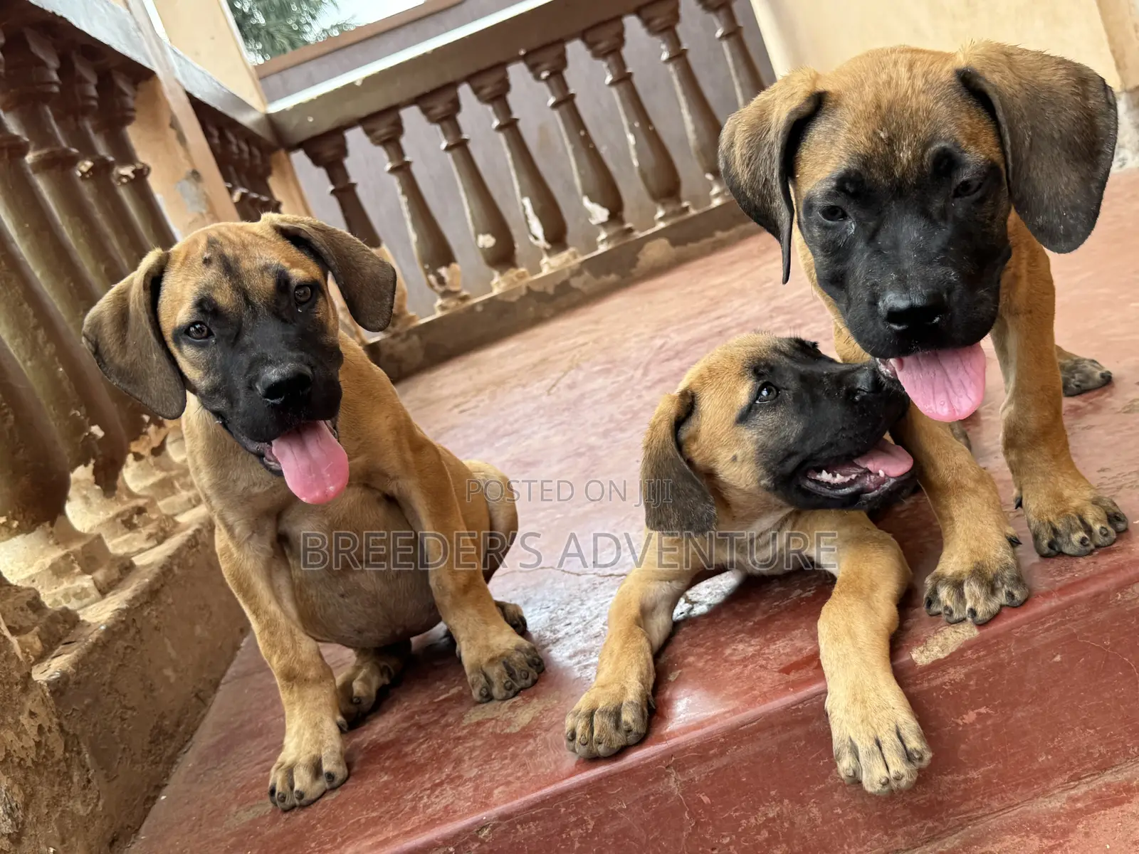 1-3 months Female Purebred Boerboel