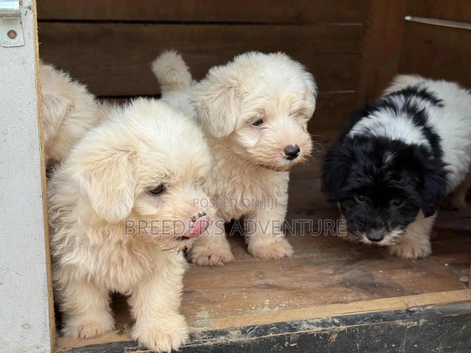 1-3 months Male Purebred Maltese
