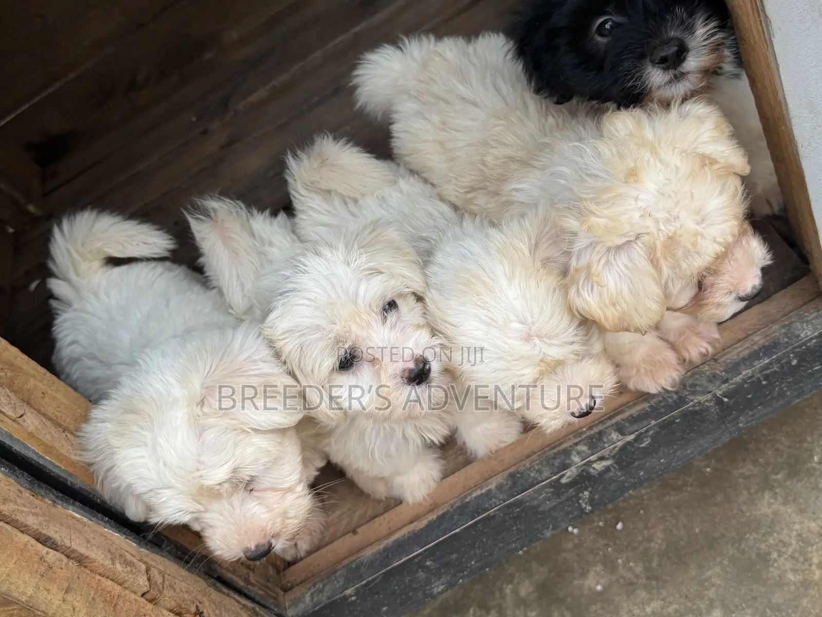 1-3 months Male Purebred Maltese