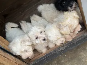 1-3 months Male Purebred Maltese