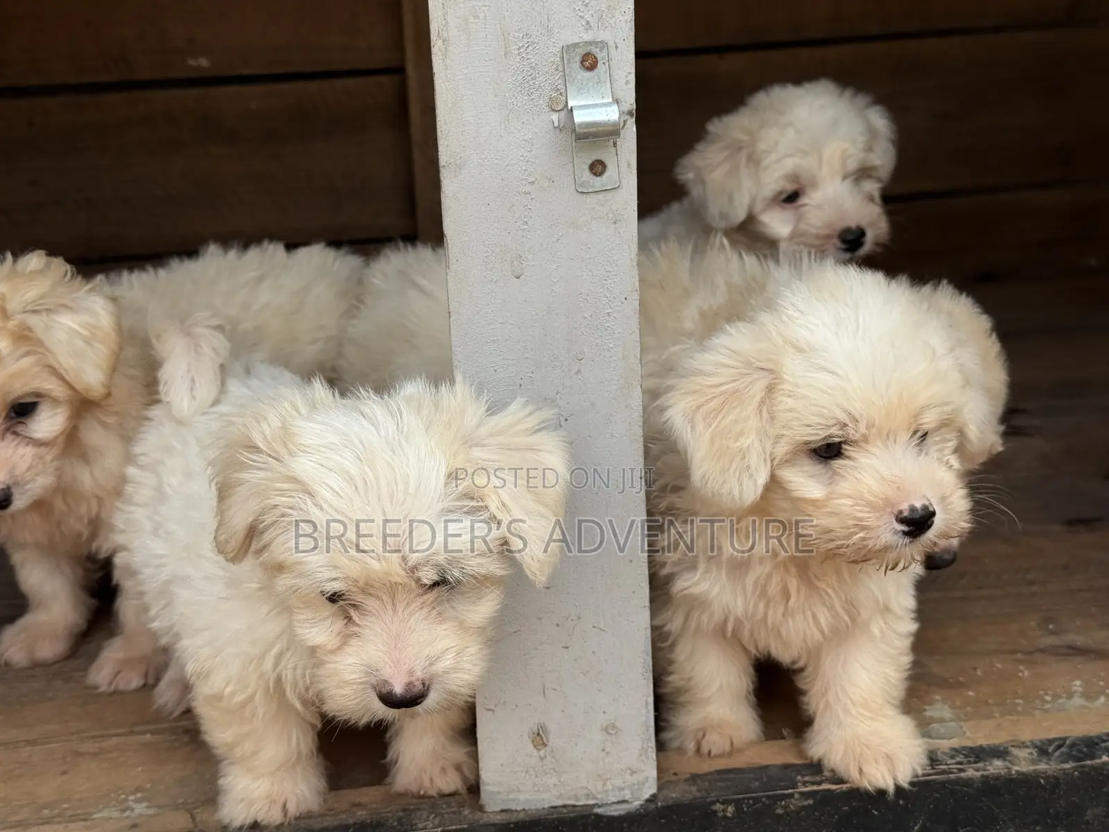 1-3 months Male Purebred Maltese
