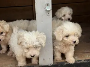 1-3 months Male Purebred Maltese