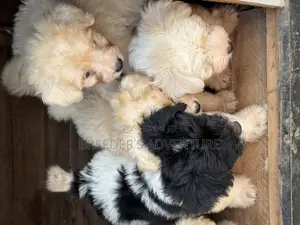 1-3 months Male Purebred Maltese