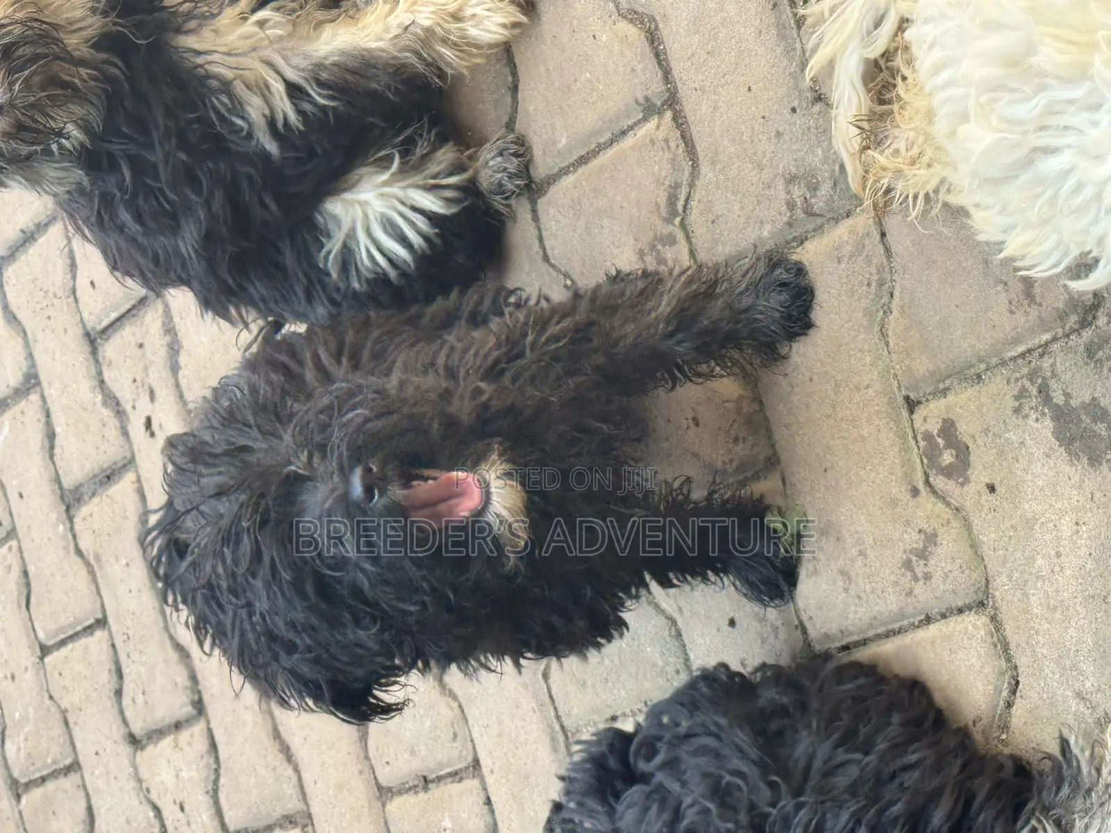 3-6 months Male Purebred Poodle
