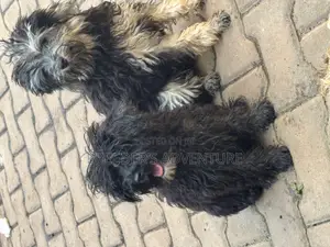 3-6 months Male Purebred Poodle