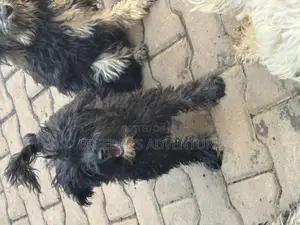 3-6 months Male Purebred Poodle