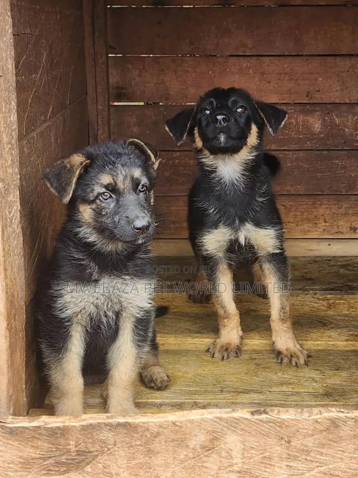 1-3 months Male Purebred German Shepherd