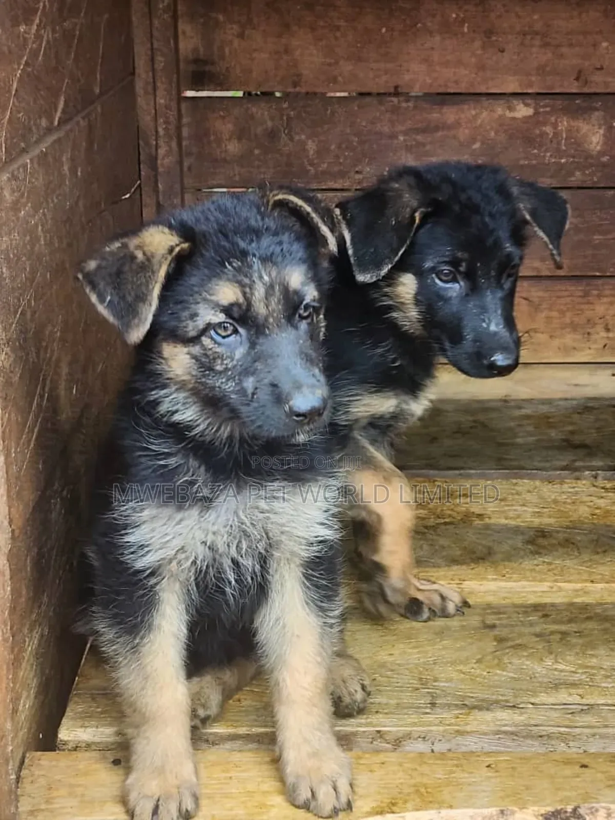 1-3 months Male Purebred German Shepherd