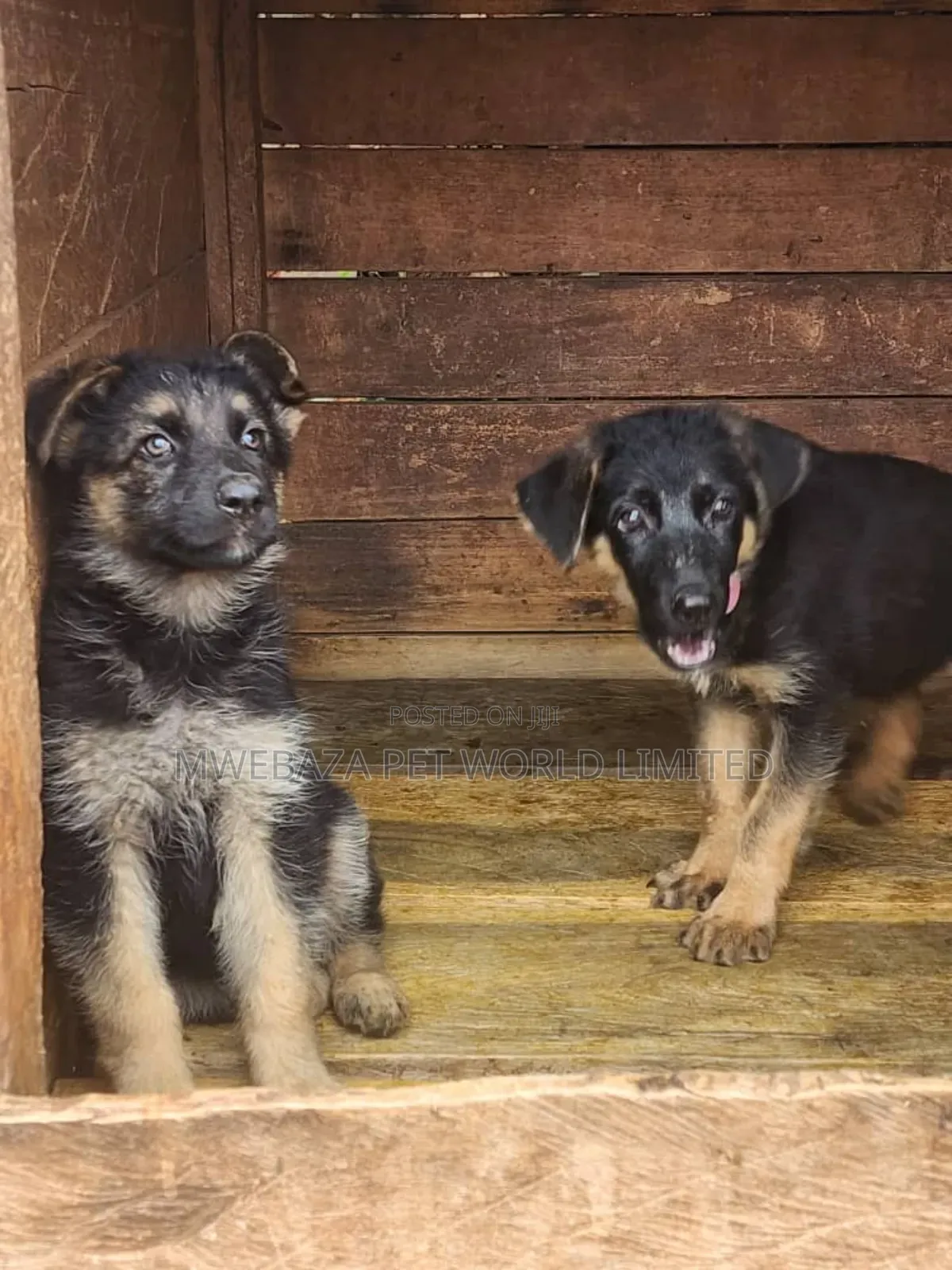 1-3 months Male Purebred German Shepherd
