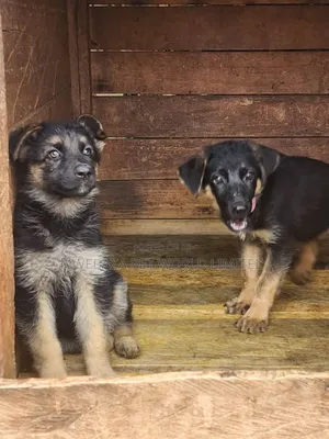 1-3 months Male Purebred German Shepherd