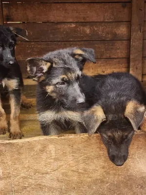 1-3 months Male Purebred German Shepherd
