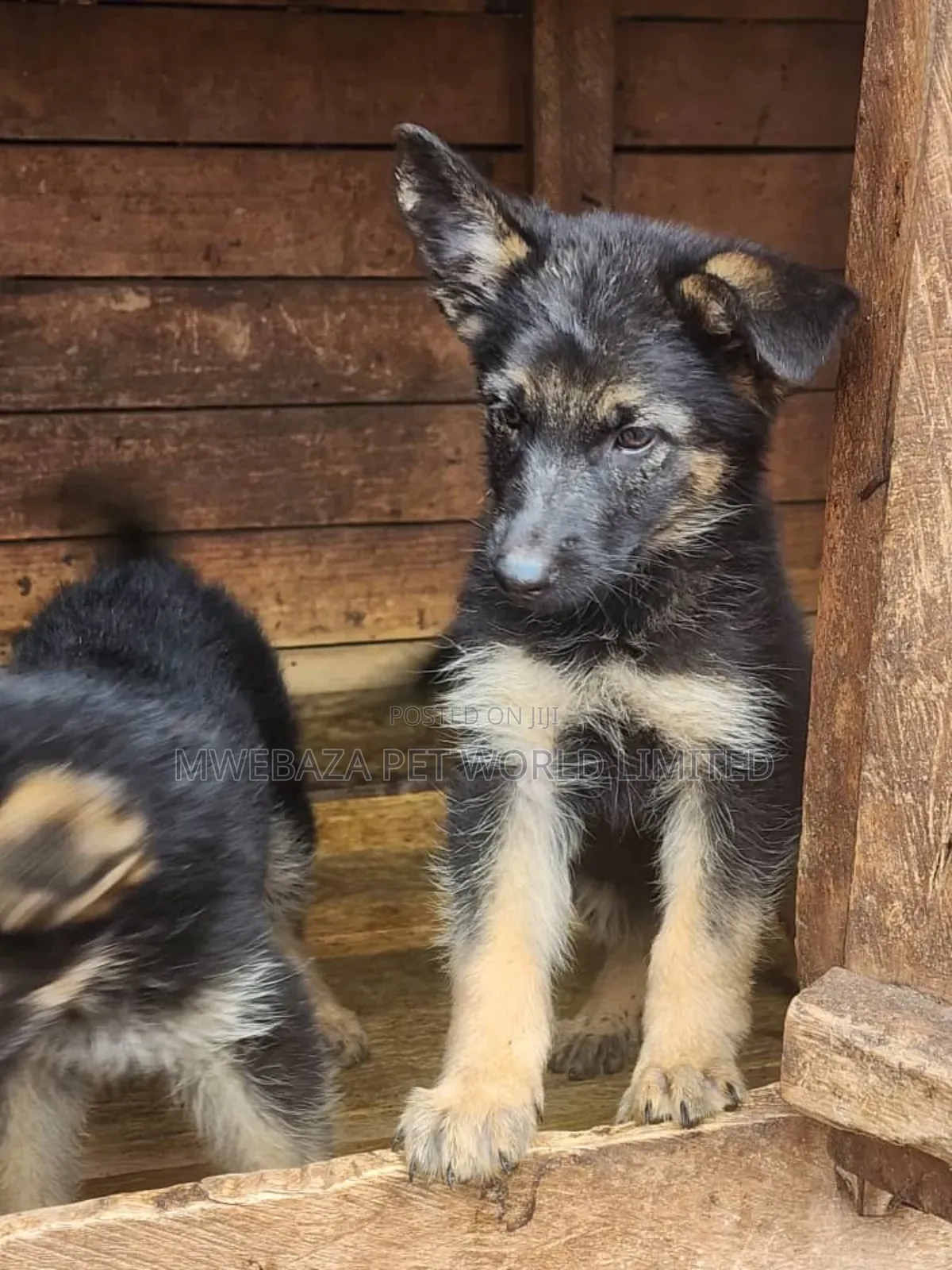 1-3 months Male Purebred German Shepherd