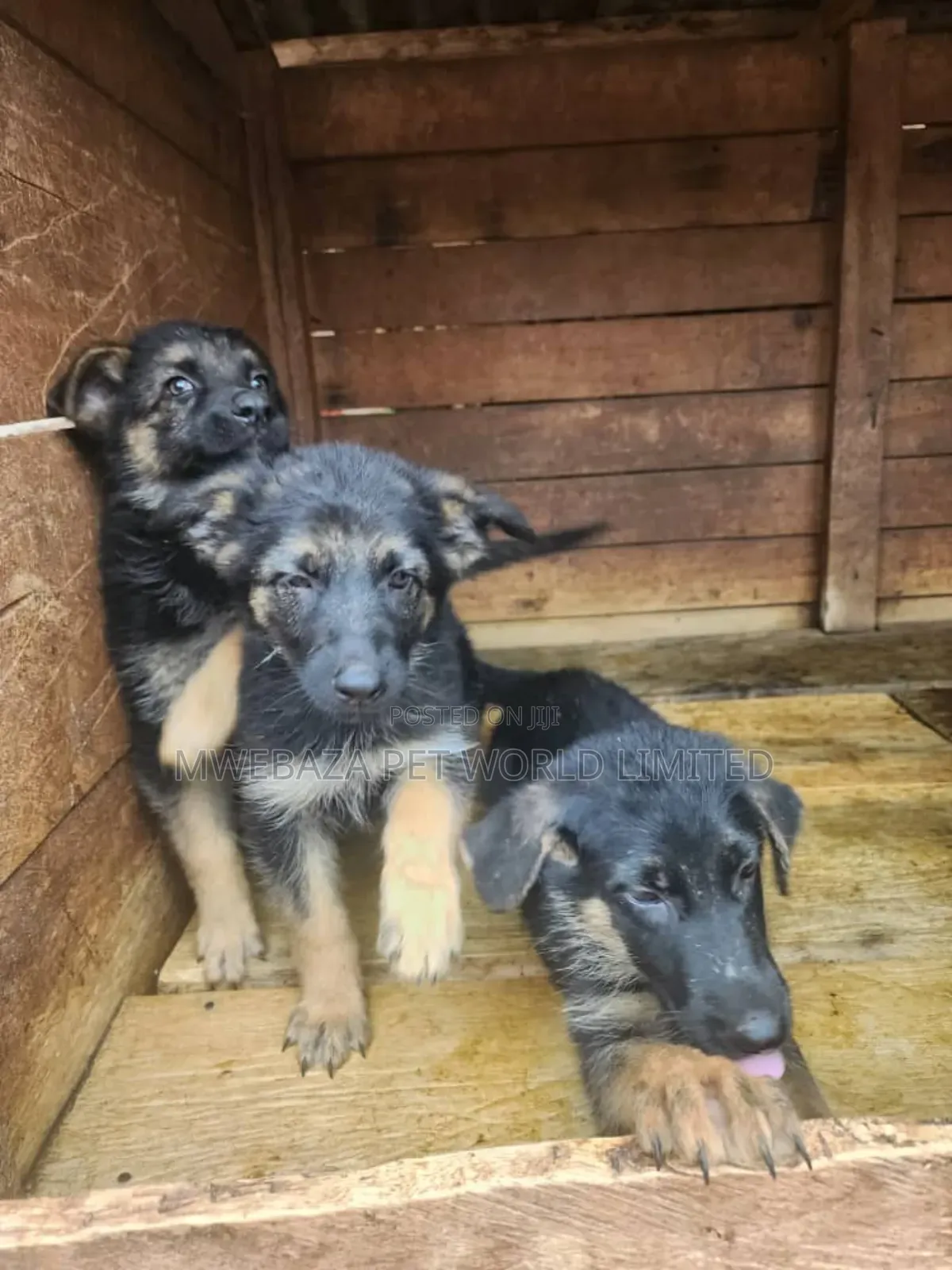 1-3 months Male Purebred German Shepherd