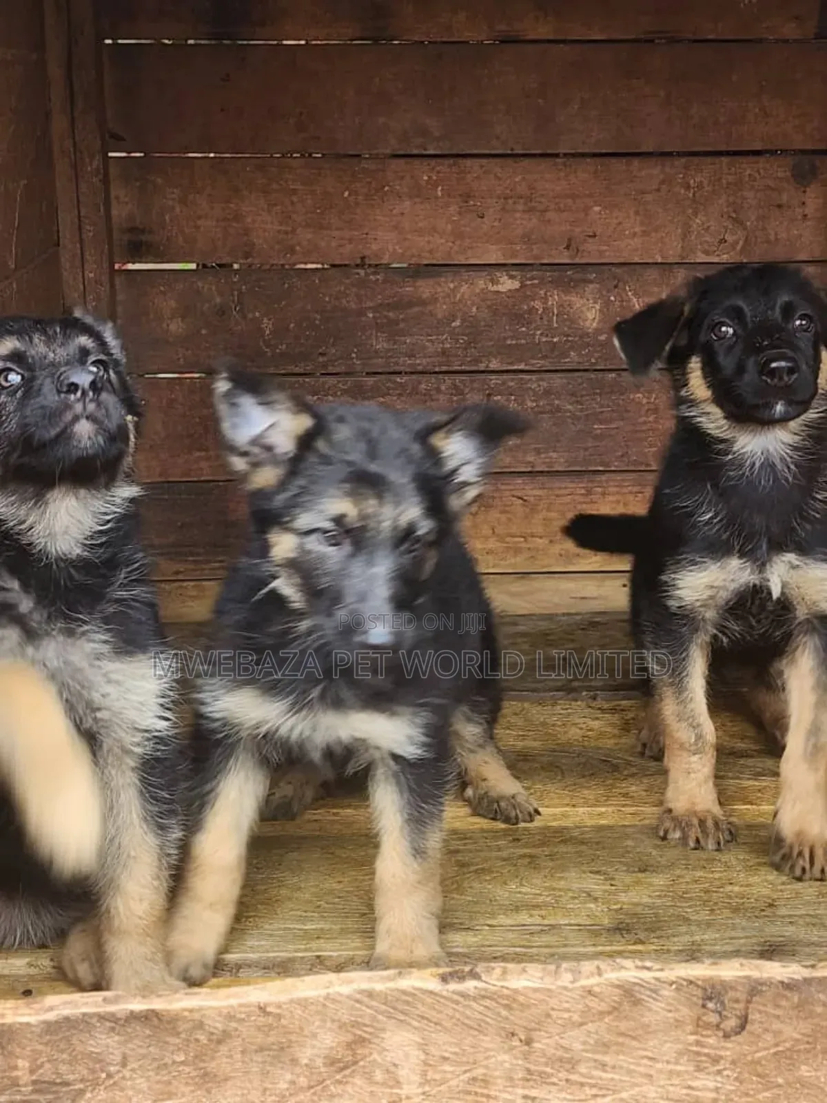 1-3 months Male Purebred German Shepherd