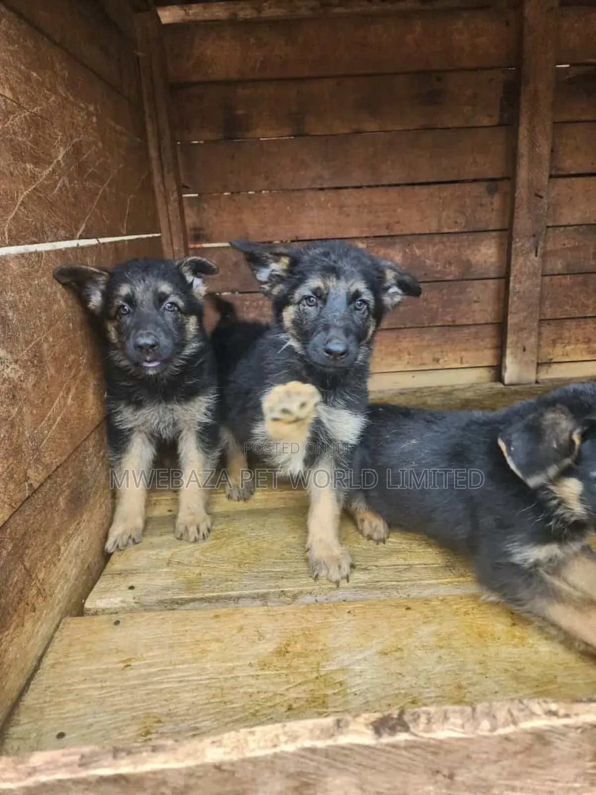 1-3 months Male Purebred German Shepherd