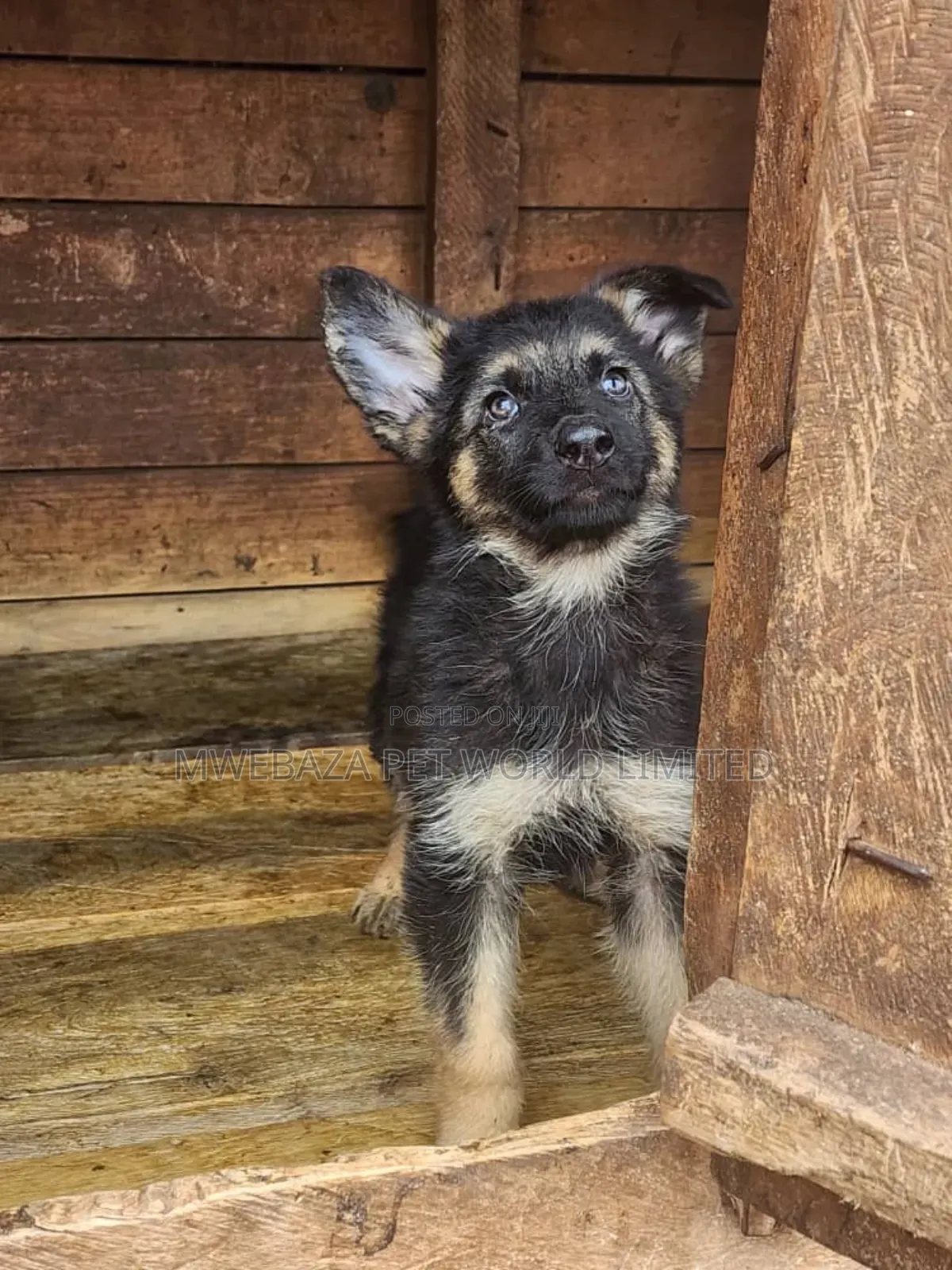 1-3 months Male Purebred German Shepherd