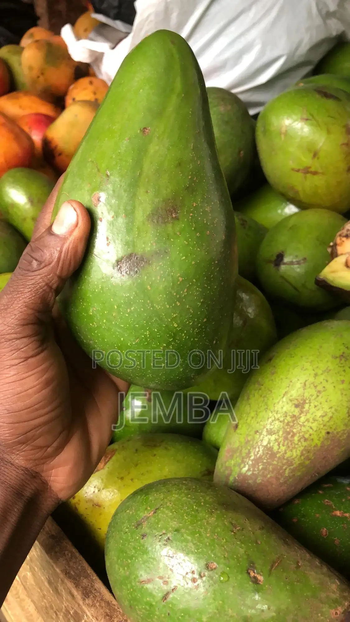 Green Avocado