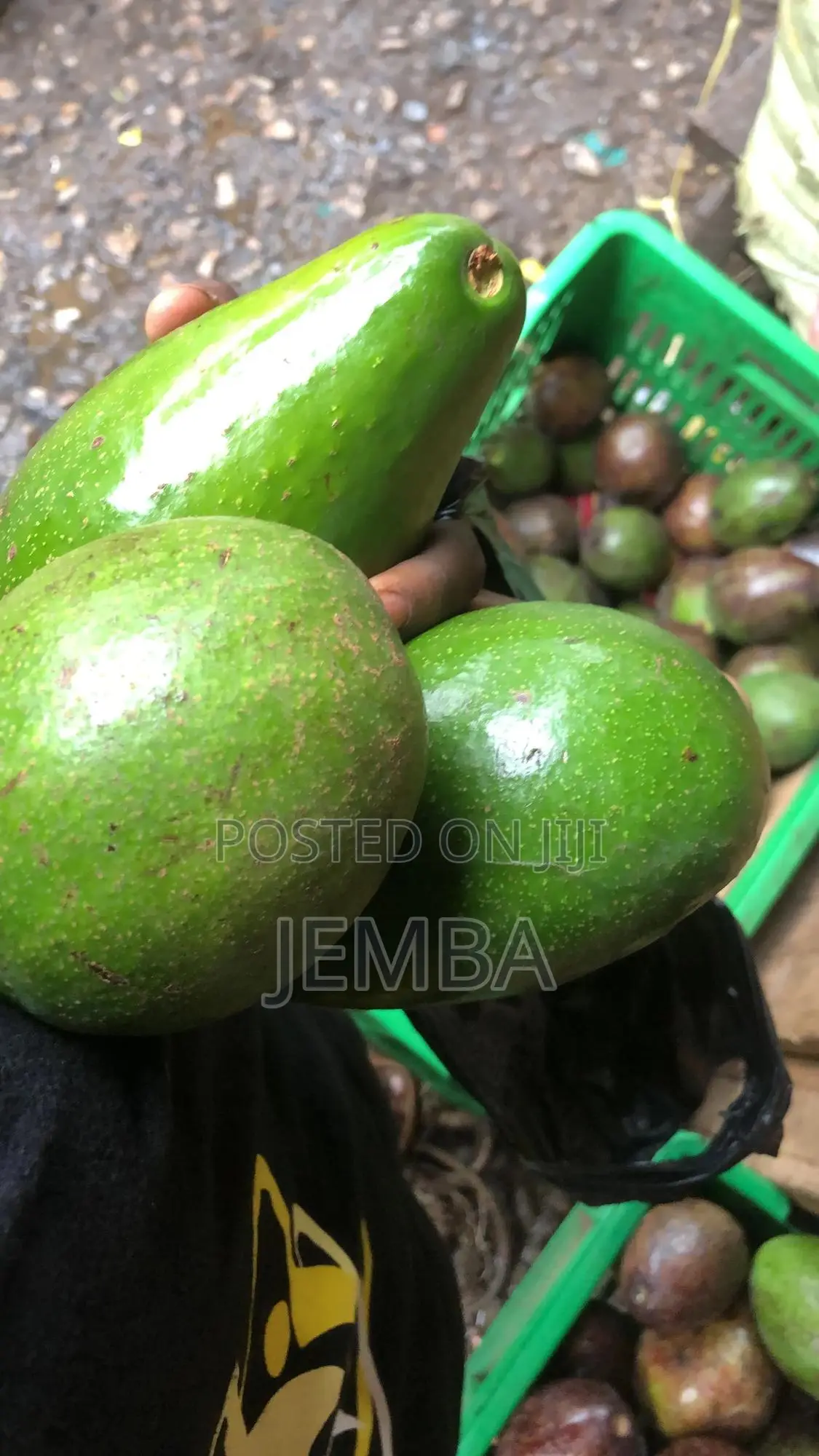 Green Avocado