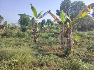 25 by 45 Ft Plots/Land