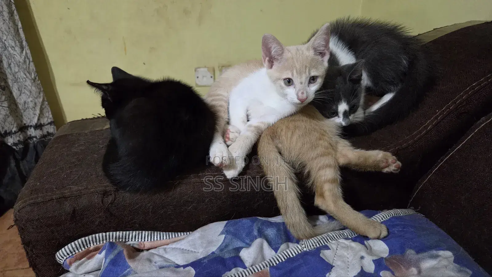 0-1 month Male Mixed Breed Exotic