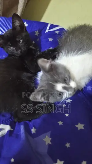 0-1 month Male Mixed Breed Exotic