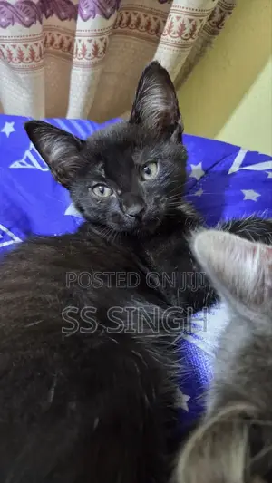 0-1 month Male Mixed Breed Exotic