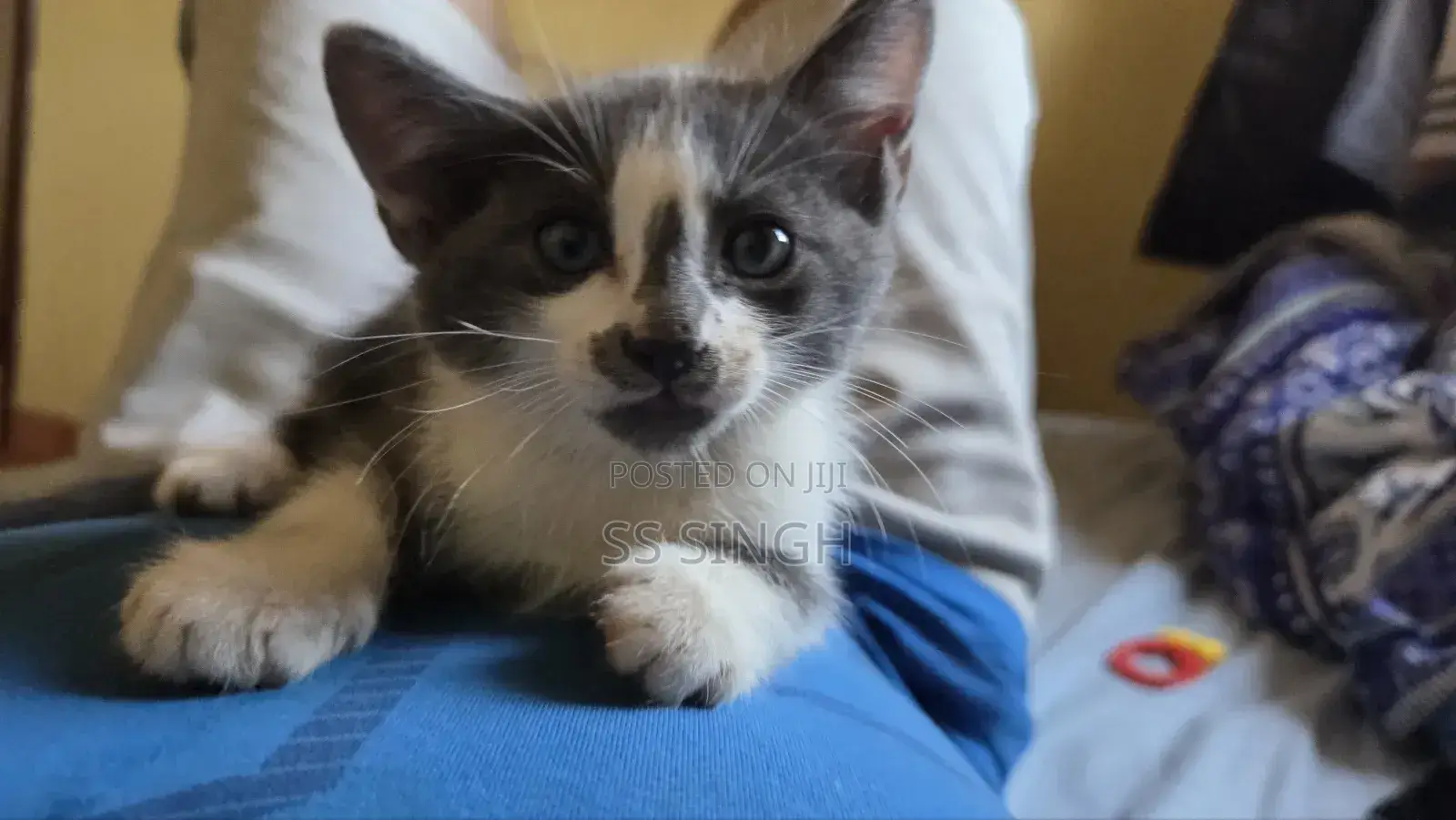 0-1 month Male Mixed Breed Exotic